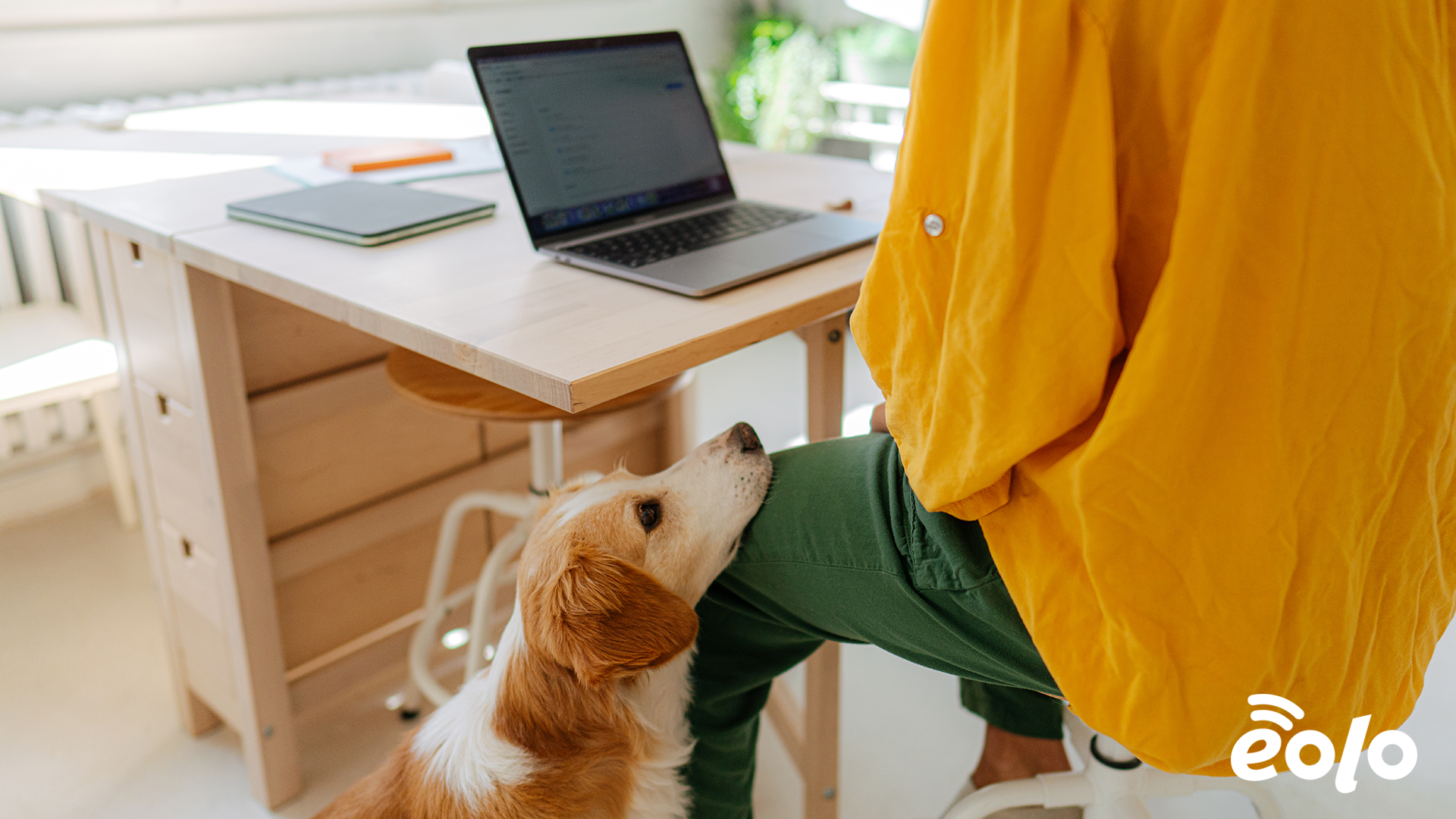 ragazzo con il cane a casa che naviga su Internet veloce